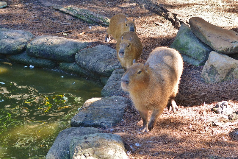 Life With 4 Boys An Interactive Animal Experience at The Brevard Zoo 