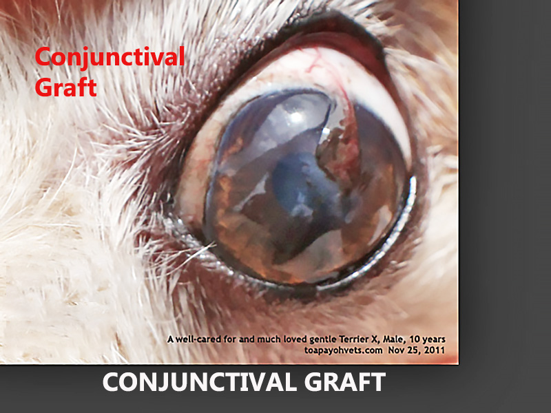 Veterinary and Travel Stories 771. How are eye injuries treated at Toa