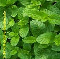 Most Powerful Medicinal Plants- Mint, peppermint is a miracle herb.