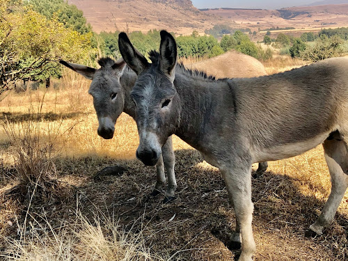 animals in Drakensberg mountains