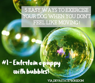 I wish I had known these when Kaylee was a puppy! SO smart, and easy. #1 - Entertain a puppy with bubbles! - 5 simple, minimal-effort ways to exercise your dogs when It's raining, hot out, or you're sick / pregnant / just freaking tired! How to entertain a puppy without exhausting yourself in the process... I wish I had known these when Kaylee was a puppy! SO smart, and easy. #1 - Entertain a puppy with bubbles! - 5 simple, minimal-effort ways to exercise your dogs when It's raining, hot out, or you're sick / pregnant / just freaking tired! How to entertain a puppy without exhausting yourself in the process...