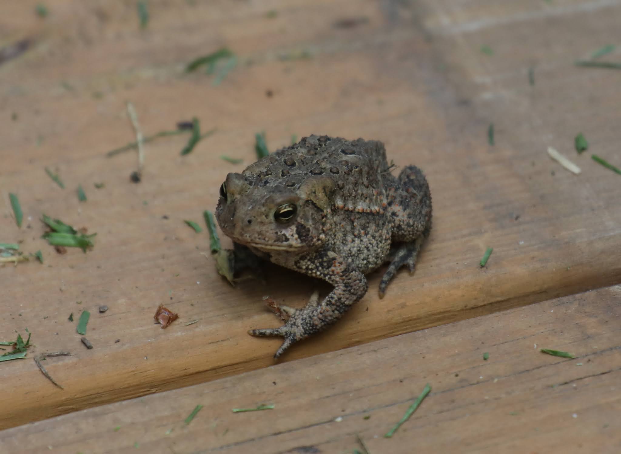 NATURE NOTES: June 2021