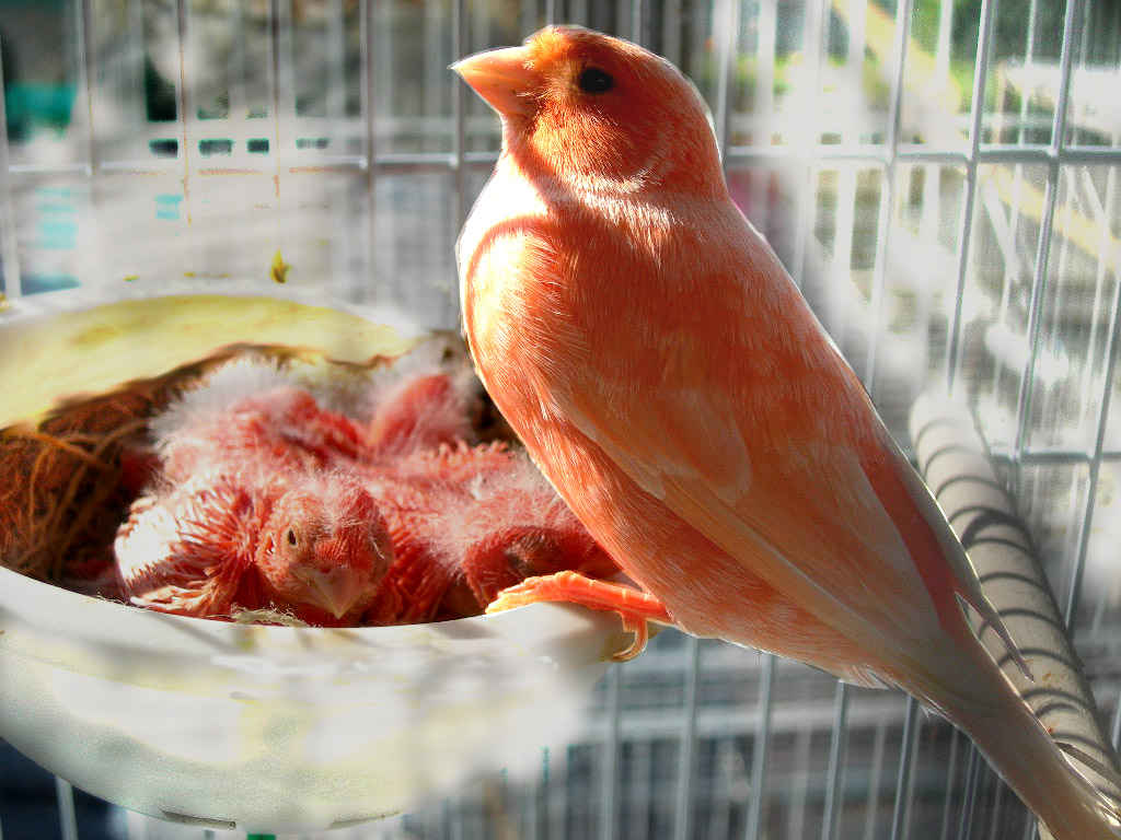 Канарейки фрукты. Еда для канареек. Птицы живого уголка. Птичка похожая на канарейку. Домашняя канарейка.