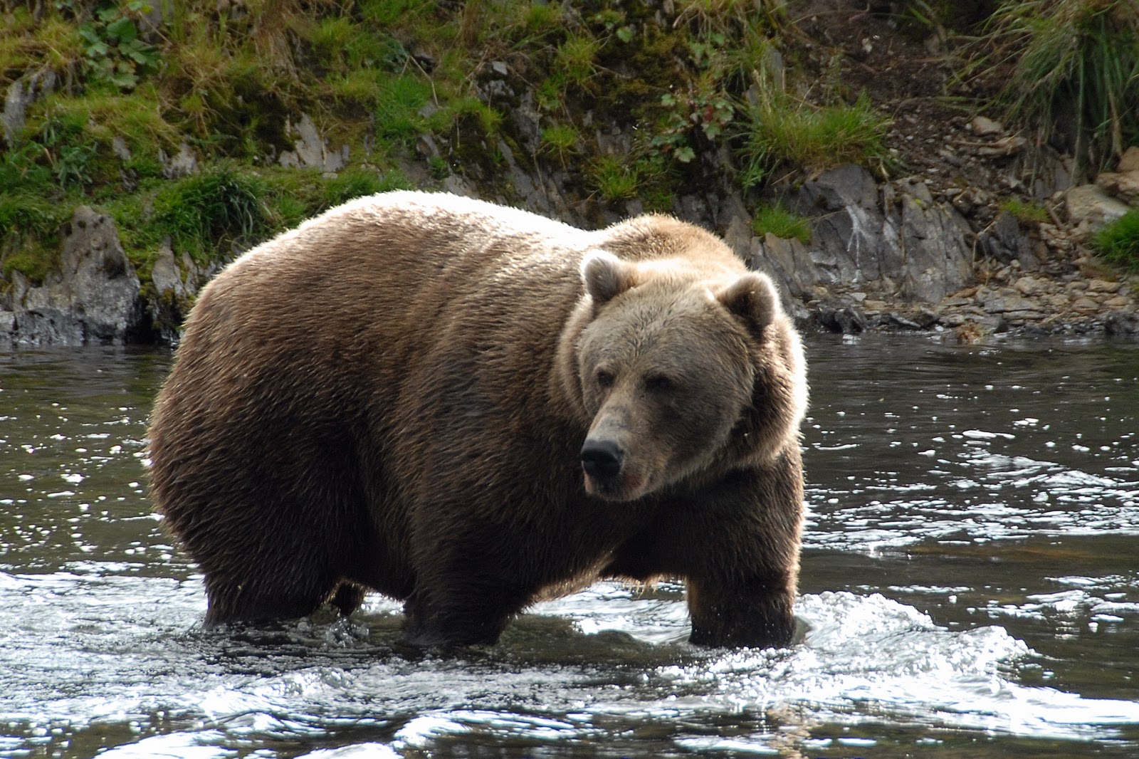 Какие медведи крупнее. Бурый медведь Кадьяк. Аляскинский бурый медведь Кадьяк. Самый большой бурый медведь Кадьяк. Северная Америка медведь Гризли.