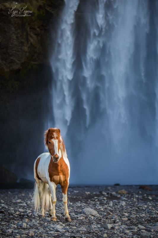 LIGA LIEPINA - FOTOGRAFANDO CAVALOS