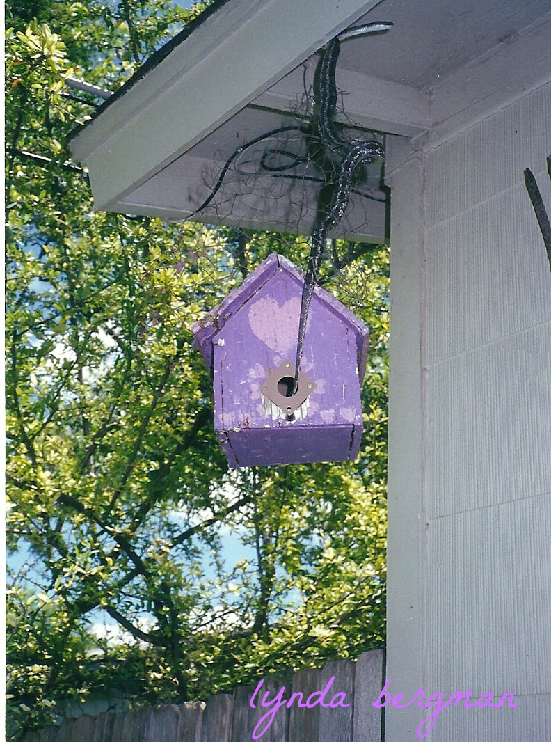 BIRDS & DAFFODILS A RAT SNAKE IN MY BIRDHOUSE