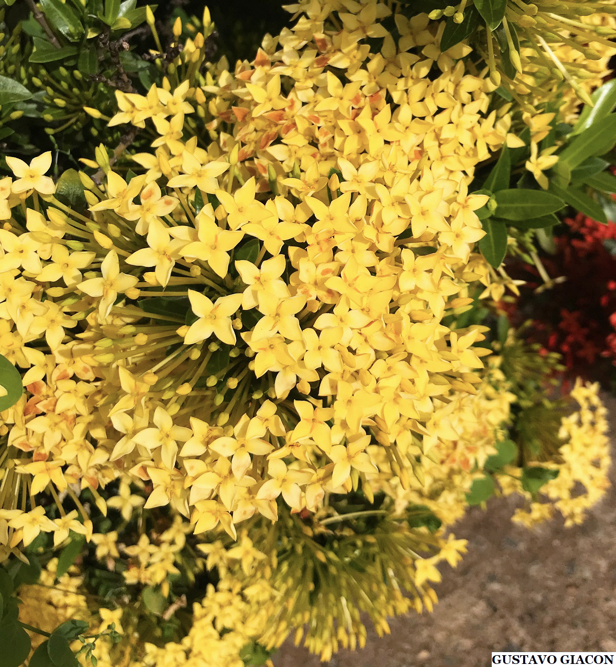 Viveiro Ciprest - Plantas Nativas e Exóticas: Ixora Mini Amarela ( Ixora  coccinea 