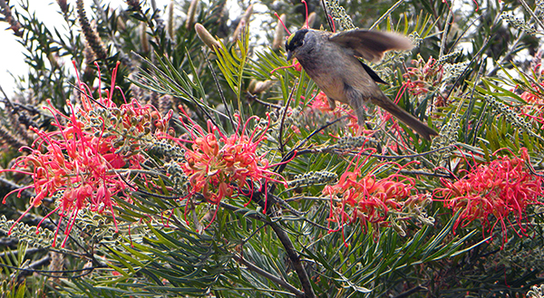 Grevillea 'Superb' with Golden-crowned Sparrow