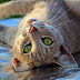 140+ Cute Cat Images | Cat Wallpaper free download HD - 03