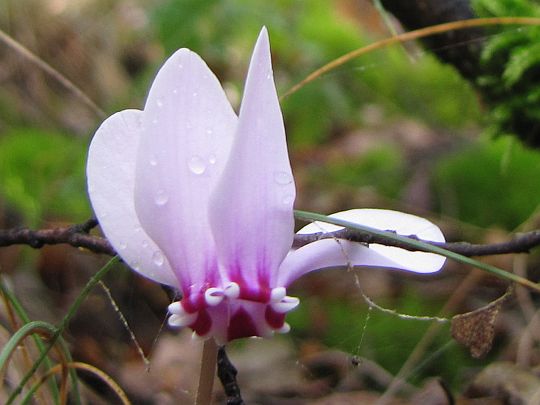 Cyklamen perski (Cyclamen persicum Mill.).