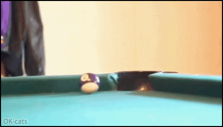 Funny Cat GIF • “Hey, WTF are you doing, you have hurt my head.” Do not disturb pool cat! Funny Cat GIF • “Hey, WTF are you doing, you have hurt my head.” Do not disturb pool cat!