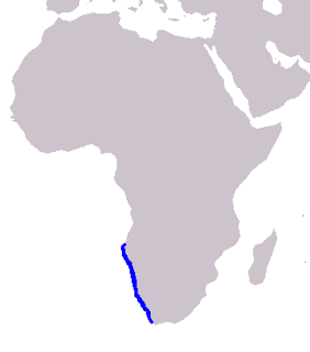 Benguela yunusu doğal yaşam alanı haritası