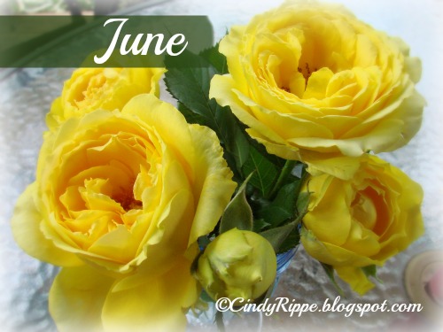 Cindy Rippe, Artist - Florals - Family - Faith: Flower of the Month ...