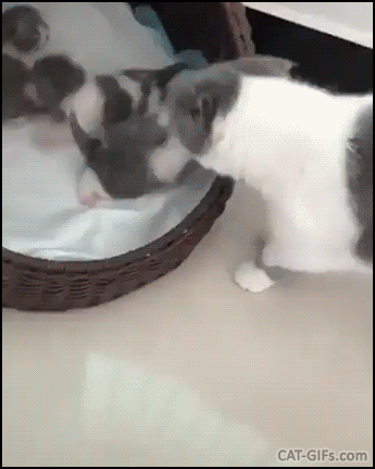 Crazy Cat GIF • Slightly forgetful Mamma cat or clumsy Papa cat in action, whatever poor innocent kitty Crazy Cat GIF • Slightly forgetful Mamma cat or clumsy Papa cat in action, whatever poor innocent kitty