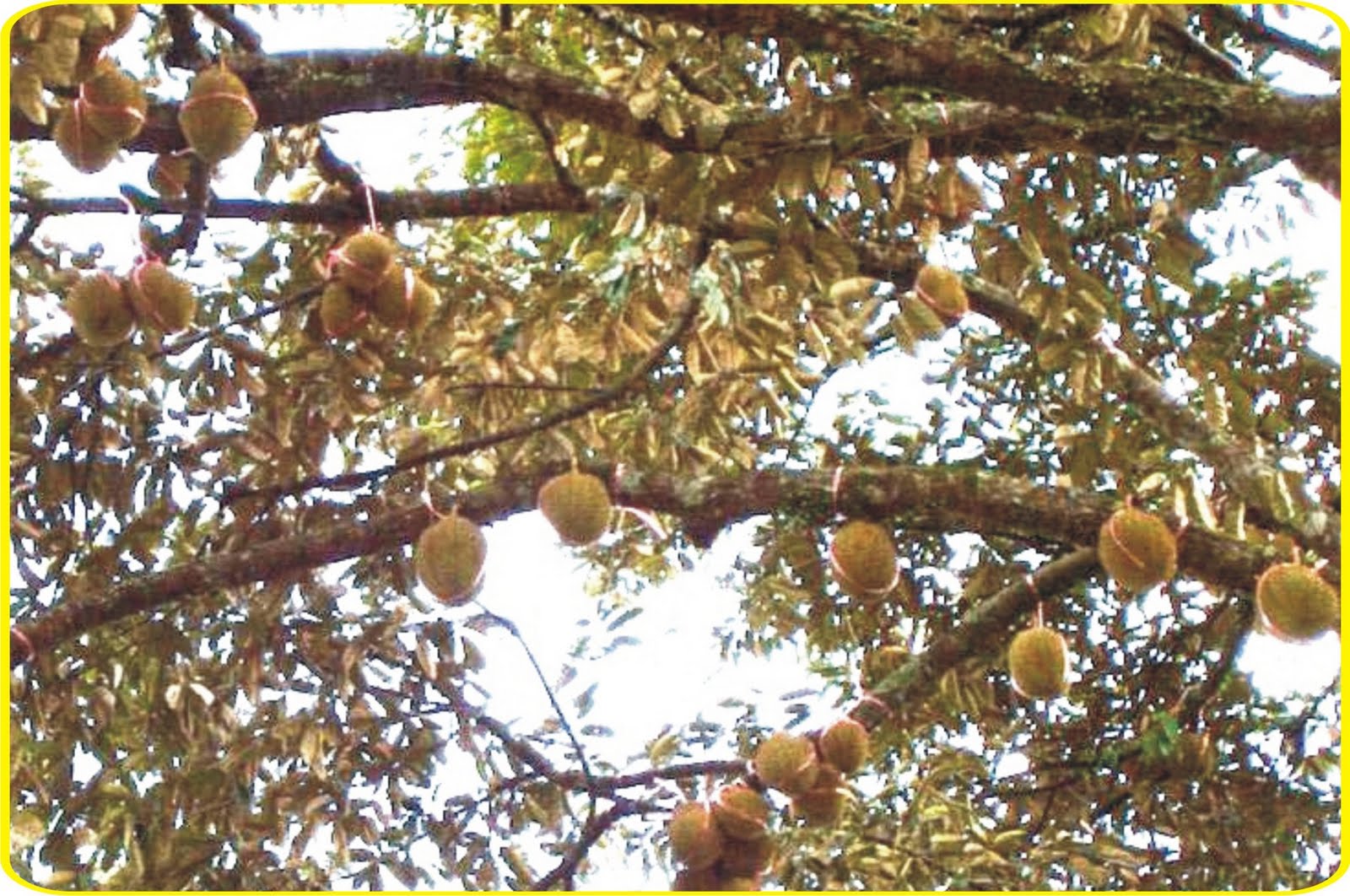 Durian Menoreh Kuning; Umur 160an tahun