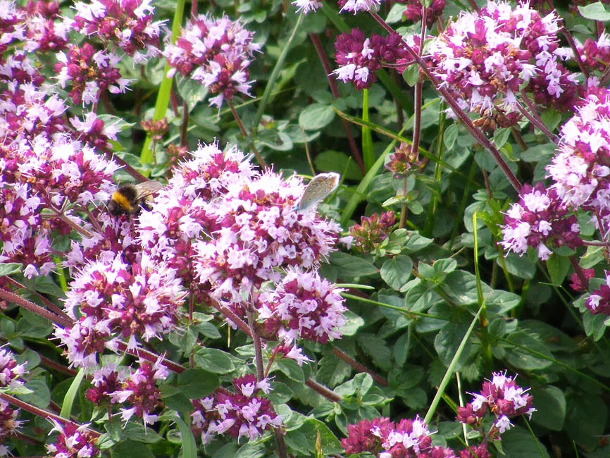 Loire Valley Nature Wild Oregano Origanum vulgare