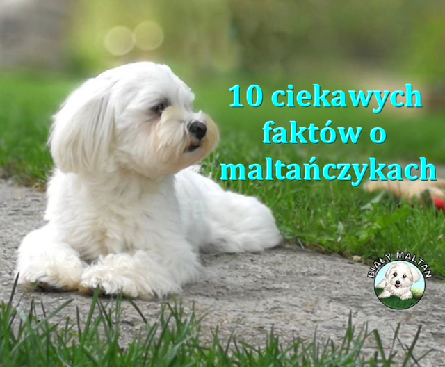 10 faktów o maltańczykach