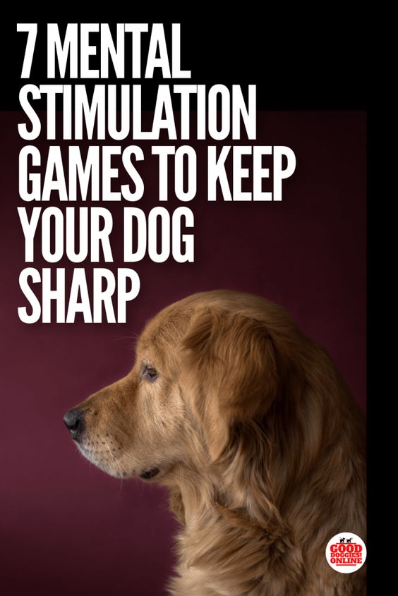 Lovely Dog 7 mental stimulation games to keep your dog sharp