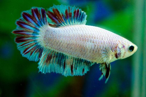 female betta fish