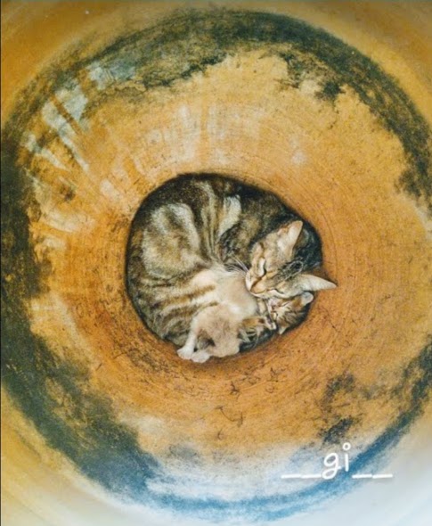 Imagem do cachorro do meu vizinho