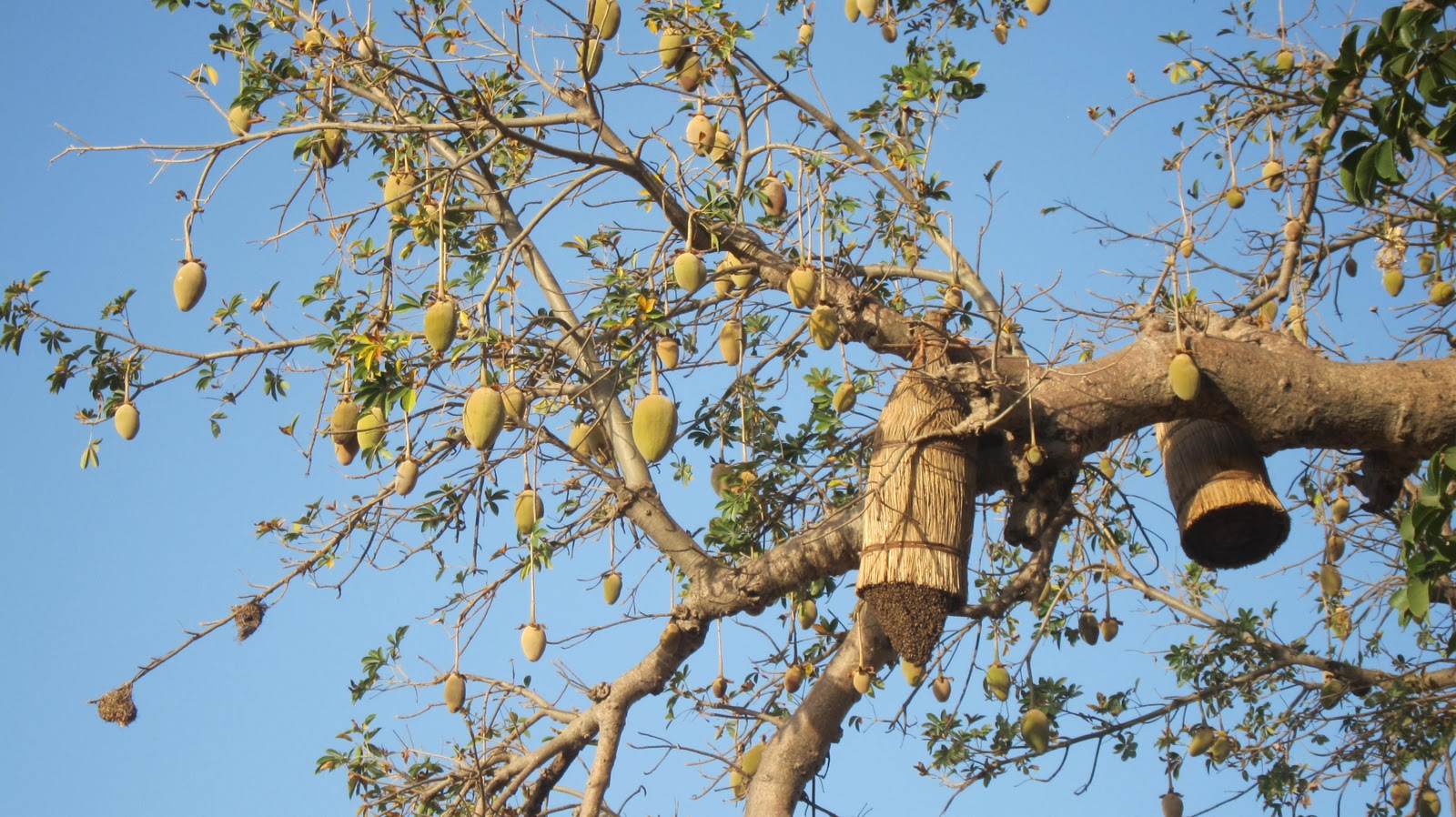 The Underground Gastronomes: Baobab de Noël