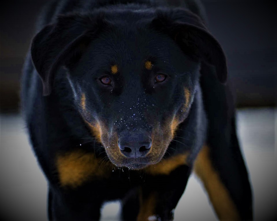 Beauceron Dog breed information, history, description, personality