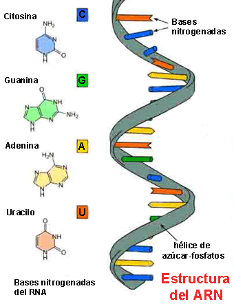 Estructura del ARN Estructura del ARN