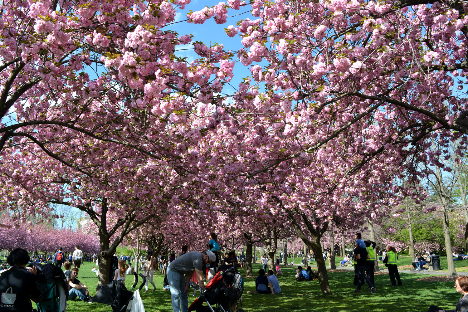 Brooklyn How Sweet It Is Brooklyn Botanic Garden Cherry Blossom Festival