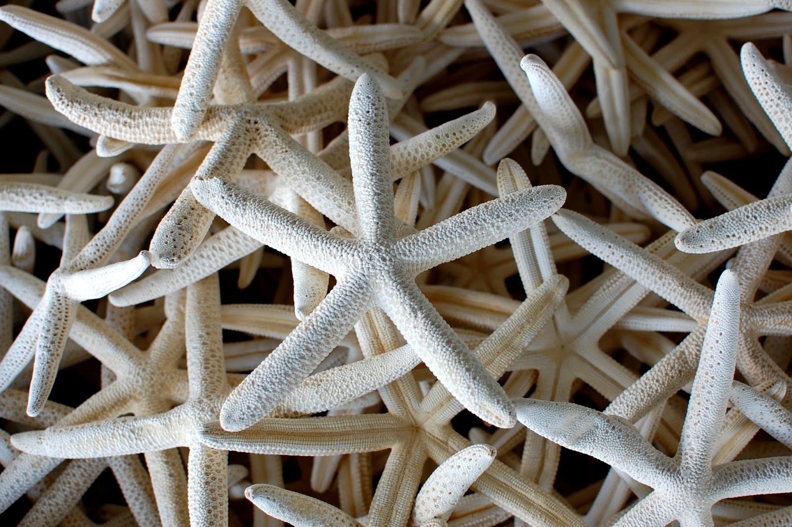 The Redolent Mermaid Anna Maria Island Sand Dollar Gift Shop
