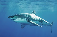 Deniz yüzeyinin hemen altındaki bir köpek balığı
