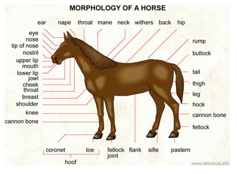 Конь части слова. Лошадь по английскому. Описание лошади для детей. Части тела животных. Части тела лошади.