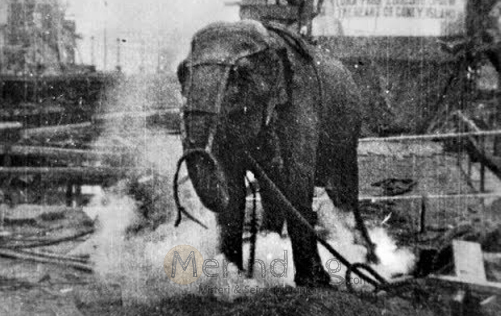 Kisah Tragis Topsy Gajah Sirkus Yang Dieksekusi Mati Merinding Com