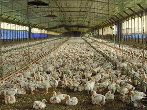 Manfaat Plastik Uv - Tips Berternak Ayam Di Sangkar Beratap Plastik Uv