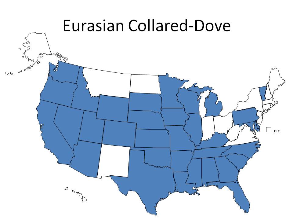 State Birding Eurasian CollaredDoves in PA and MD, and White Ibis in
