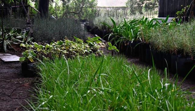 Plan de forestacion en Necochea Unos 3.000 árboles comenzaron a plantarse hoy en Necochea en un plan de reforestación