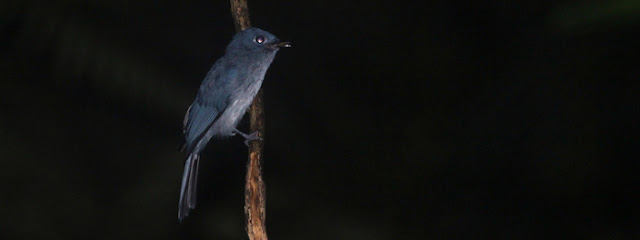 Cerulean Paradise-flycatcher is the 4th among the rarest birds in the world.