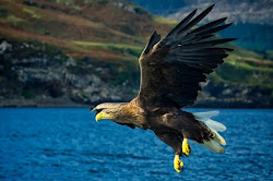eagle tailed isle wight sea prey bird largest return england returns years birds boffins ornithological any wolf