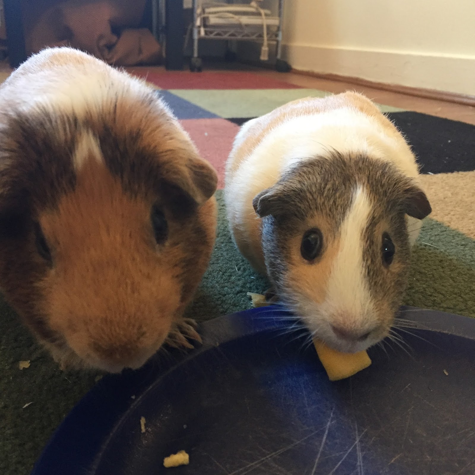 Cavy Savvy A Guinea Pig Blog Can Guinea Pigs Eat Carnival Squash?