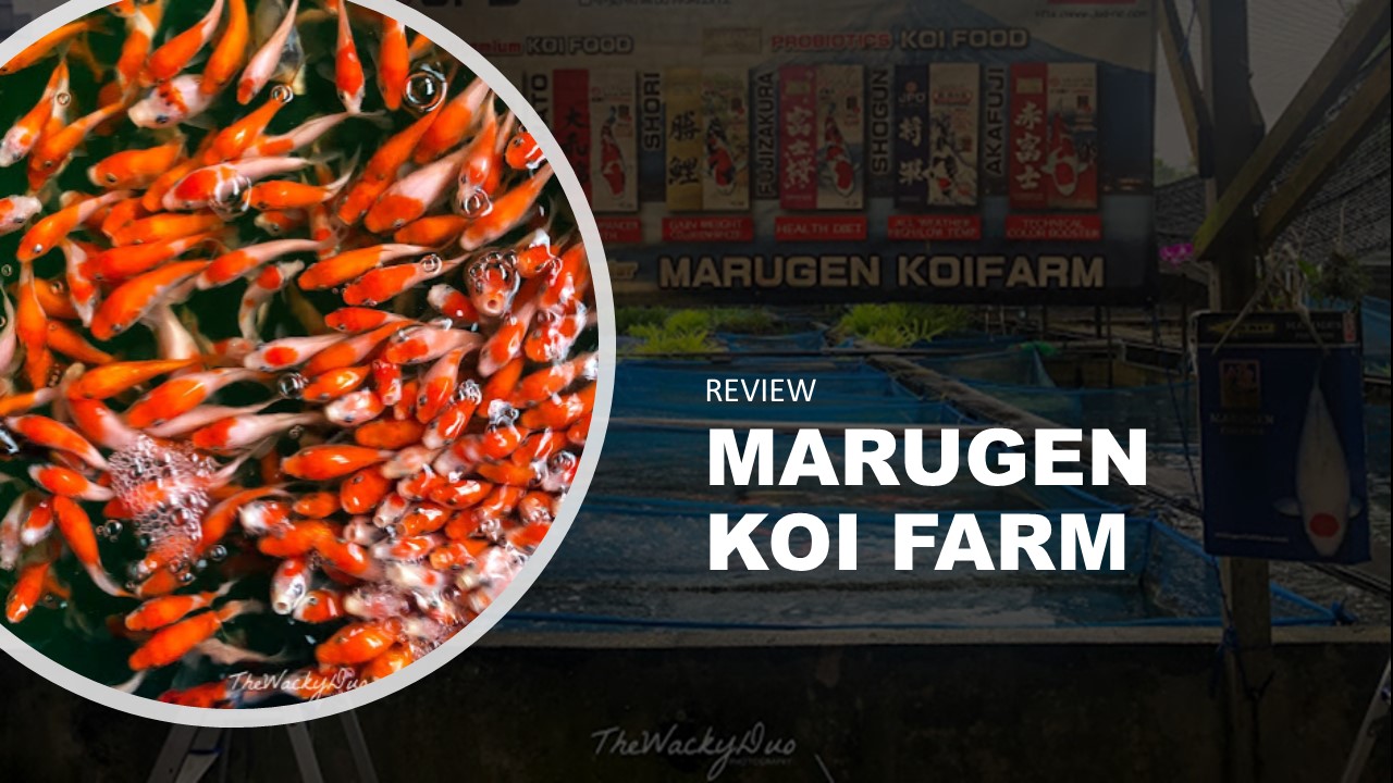 Marugen Koi Farm Review Afforable Japanese Koi in Singapore