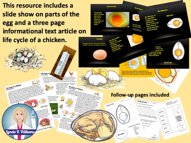 chicken life cycle Life Cycle of a chicken unit