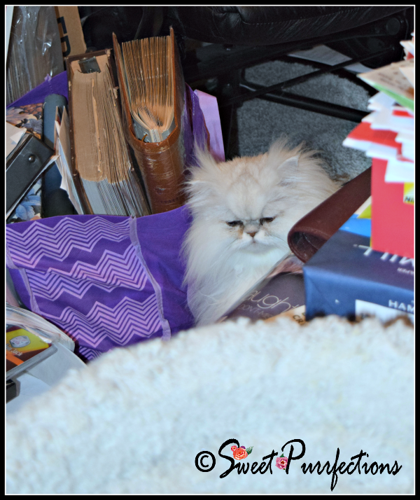 Brulee hiding from Hurricane Hermine Hiding from Hermine