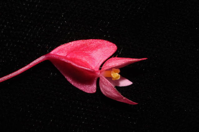 Begonia wenshanensis