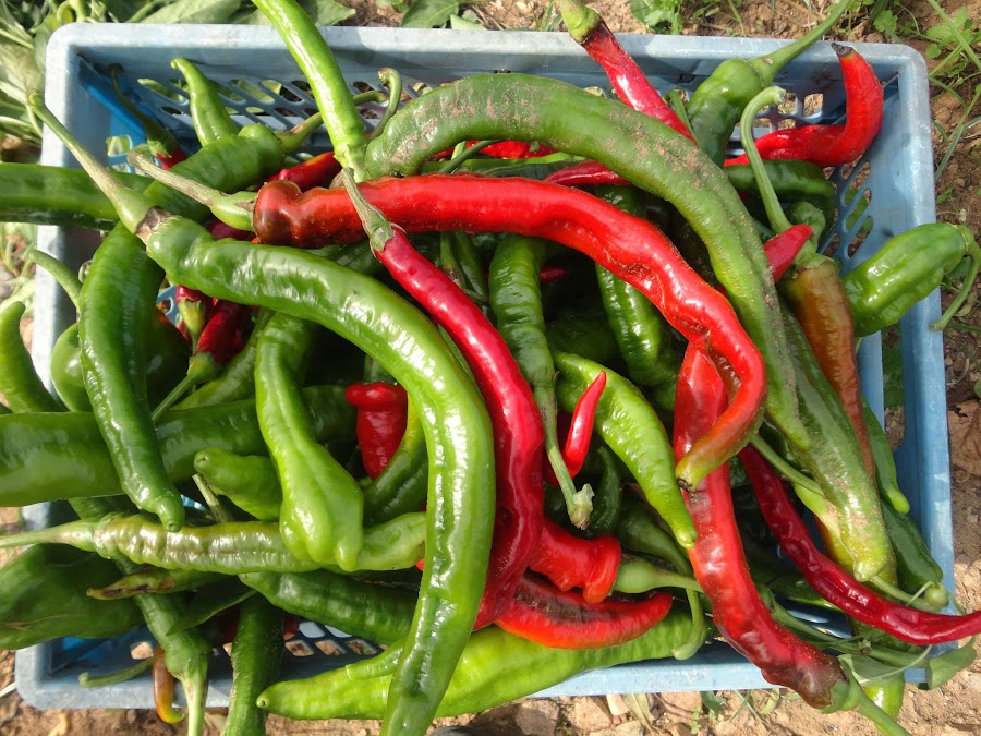 COSECHA DE CORNETAS ROJAS Y VERDES