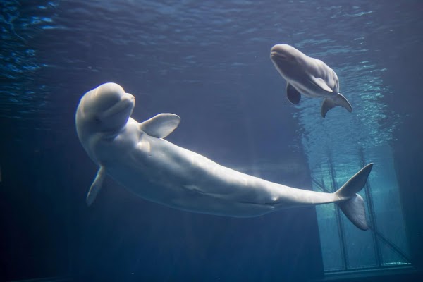 Al igual que los humanos, las ballenas beluga forman redes sociales más allá de los lazos familiares. Al igual que los humanos, las ballenas beluga forman redes sociales más allá de los lazos familiares.