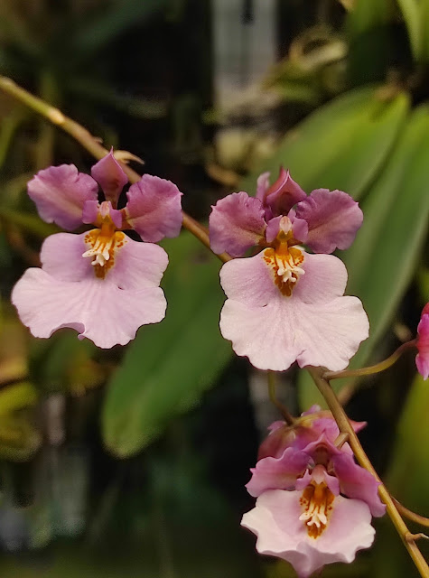 Tolumnia × pulchella (Hook.) Raf.