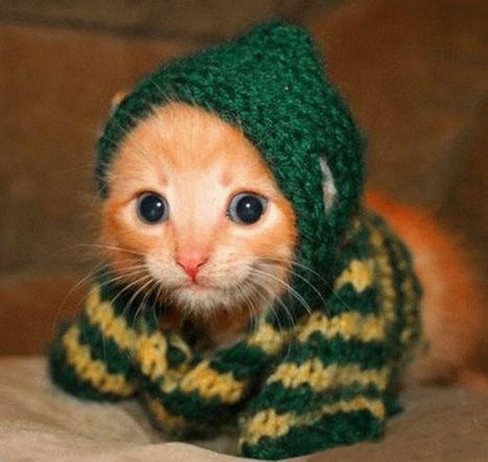 Kedi Resimleri CeReZFoRuM