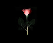 Artistic Red Rose On Black Background (artistic flower on black background hd wallpaper)