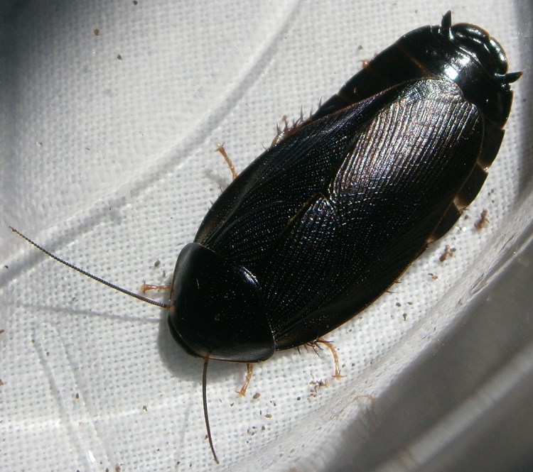 PycnThai%25231.JPG