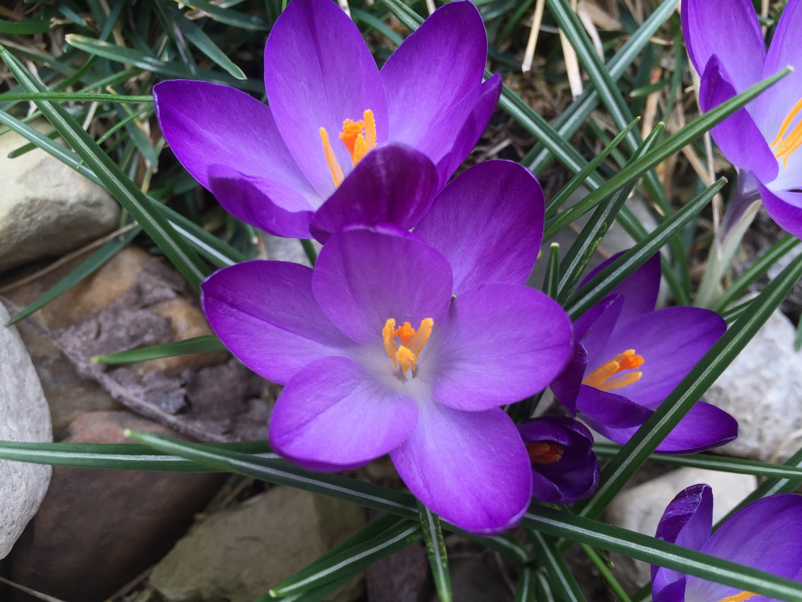 Crocus Blooms Ahead of Last Year! [Backyard Neophyte Landscaping Blog]