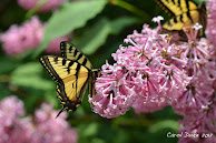 A Link to: Massachusetts Butterfly Club